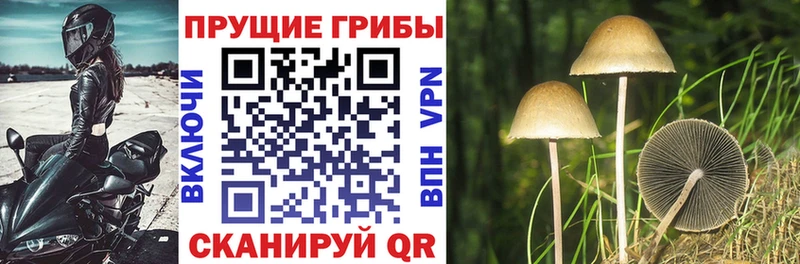 гидра онион Камызяк Псилоцибиновые грибы GOLDEN TEACHER купить сайты